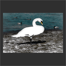 White Swan